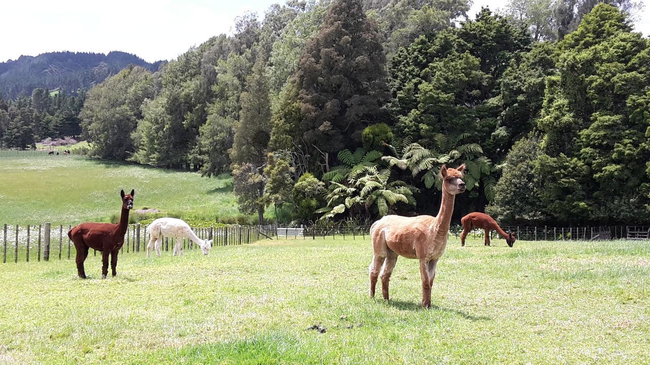 Vinegar Hill Bed & Breakfast Kauri Dış mekan fotoğraf